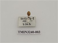 藏品(台灣菌瓢蟲)的圖片